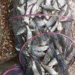 Une récolte fructueuse de magnifiques gardons grâce à la pêche à la perle Une récolte fructueuse de magnifiques gardons grâce à la pêche à la perle