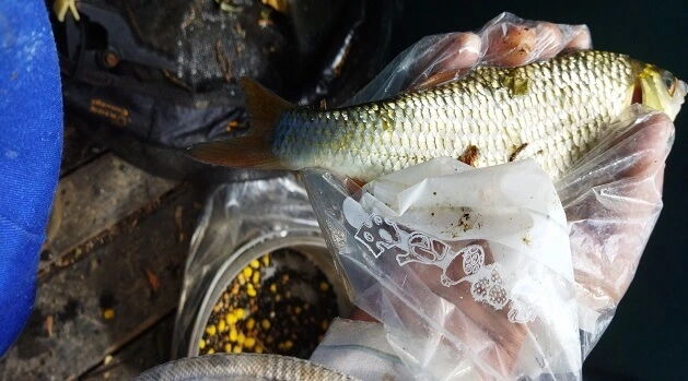 le premier gardon de cette pêche matinale à la perle