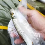 Super-gardon-lors-de-ma-peche-avec-mon-bateau-frazer Super-gardon-lors-de-ma-peche-avec-mon-bateau-frazer