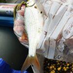 beau gardon avec de bonnes stratégies de pêche à la perle