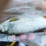 beau-gardon-lors-de-ma-peche-avec-mon-bateau-frazer beau-gardon-lors-de-ma-peche-avec-mon-bateau-frazer