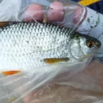 joli-gardon-lors-de-ma-peche-avec-mon-bateau-frazer joli-gardon-lors-de-ma-peche-avec-mon-bateau-frazer