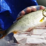 super-gardon-avec-de-bonne-stratégies-pêche-a-la-perle