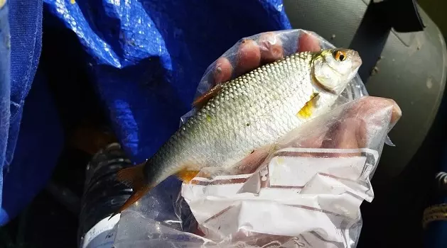 super-gardon-avec-de-bonne-stratégies pêche-a-la-perle-