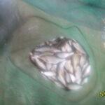 Bourriche de did du bord de pêche de la sambre Bourriche de did du bord de pêche de la sambre