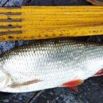 belle-ide-peche-perle02-octobre-2023