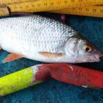 extra-gardon-peche-perle-26-septembre-2023