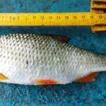 -gardon-24-cm-peche-perle-26-septembre-2023