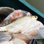 gros-gardon-peche-perle-26-septembre-2023