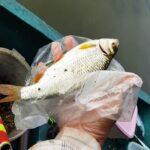 joli-gardon-peche-perle-26-septembre-2023-629