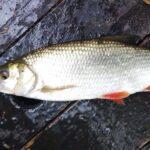 magnifique-ide-peche-perle02-octobre-2023