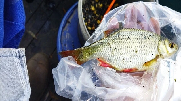 magnifique rotengle de la pêche à la perle à l'Abbaye d'Aulne