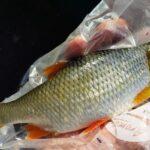 sublime-gardon-peche-perle02-octobre-2023