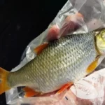 sublime-gardon-peche-perle02-octobre-2023-629