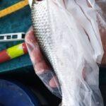 super-ide-peche-perle-26-septembre-2023