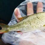 Superbe rotengle de ce record de 2023 en gardons