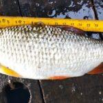 veritable-ide-peche-perle02-octobre-2023