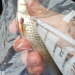 pêche perle deversoir Landelies pêche perle deversoir Landelies