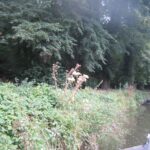 pêche perle deversoir Landelies pêche perle deversoir Landelies