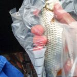 pêche perle deversoir Landelies pêche perle deversoir Landelies