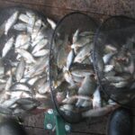 La pêche à la perle avec Gary La pêche à la perle avec Gary