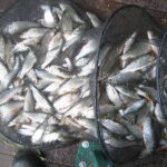 La pêche à la perle avec Gary La pêche à la perle avec Gary