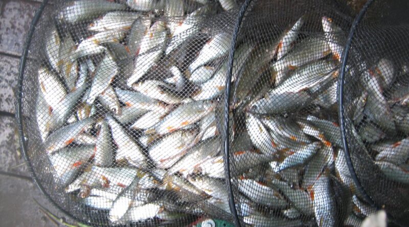 La pêche à la perle avec Gary