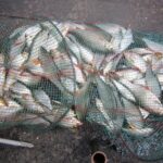 pêche de puissance avec le chènevis et la perle pêche de puissance avec le chènevis et la perle