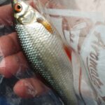 pêche perle deversoir Landelies pêche perle deversoir Landelies