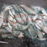 pêche perle deversoir Landelies pêche perle deversoir Landelies