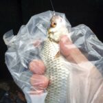 pêche perle deversoir Landelies pêche perle deversoir Landelies