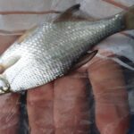 pêche perle deversoir Landelies pêche perle deversoir Landelies