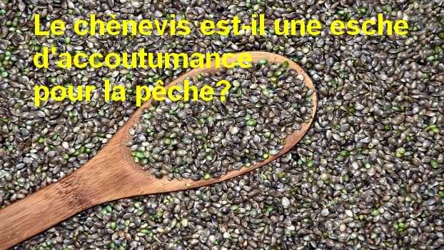 Le chènevis est-il une esche d'accoutumance pour la pêche?