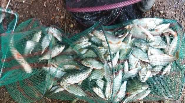 pêche de gardon dans le courant à la perle