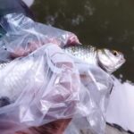 Beau-gardon-Techniques-de-Peche-du-Gardon-en-Deversoir