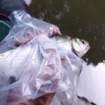Techniques de pêche du gardon en déversoir