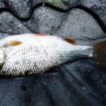 Gardons-Techniques-de-Peche-du-Gardon-en-Deversoir