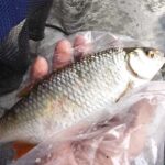 Incroyable-gardon-Techniques-de-Peche-du-Gardon-en-Deversoir