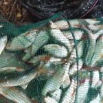 Superbe-bourriche-de-gardon-pour-cette-sortie-de-peche-a-la-perle Superbe-bourriche-de-gardon-pour-cette-sortie-de-peche-a-la-perle