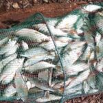 bourriche-incroyablePaysages-Techniques-de-Peche-du-Gardon-en-Deversoir