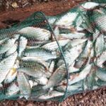 bourriche-spectaculaire-Techniques-de-Peche-du-Gardon-en-Deversoir