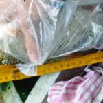 enorme-gardon-Techniques-de-Peche-du-Gardon-en-Deversoir