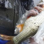 super-gardon-capturee-durant -la-peche-a-la-perle super-gardon-capturee-durant -la-peche-a-la-perle
