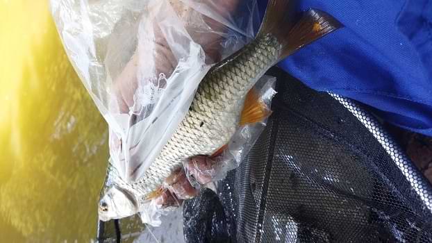 super gardon lors de la peche a la perle avec mon bateau frazer 622