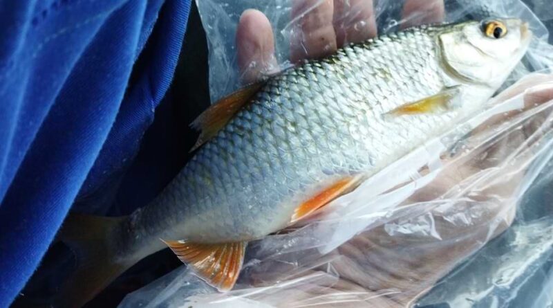peche a la perle du gardon dans la sambre