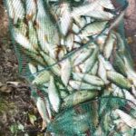 enorme-bourriche-de-gardons-sambre