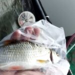 gardon-sortie-peche-bateau