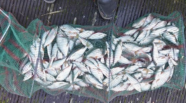 bourriche gardons peche lobbes