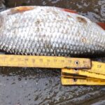 beau-gardon-solre-sur-sambre beau-gardon-solre-sur-sambre