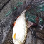 gardon-solre-sur-samre-epuisette gardon-solre-sur-samre-epuisette